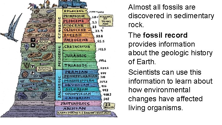  • Almost all fossils are discovered in sedimentary rock. • The fossil record