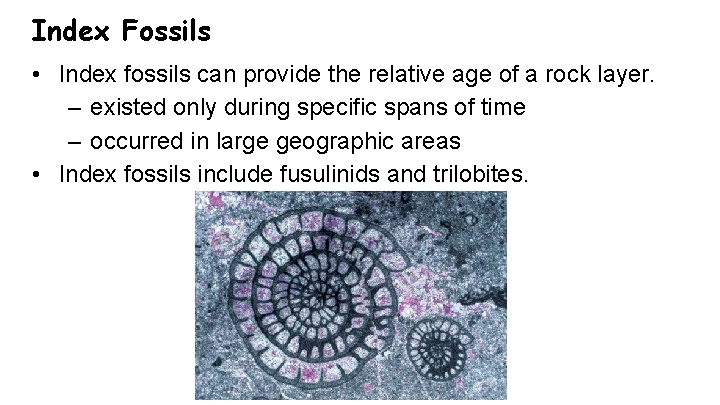 Index Fossils • Index fossils can provide the relative age of a rock layer.