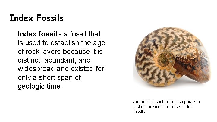 Index Fossils • Index fossil - a fossil that is used to establish the