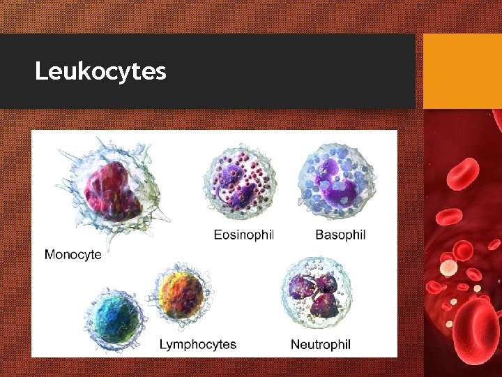 Leukocytes 