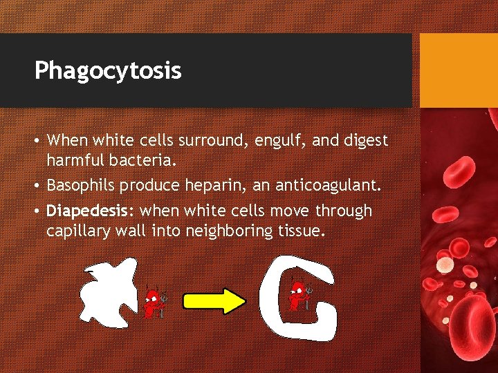 Phagocytosis • When white cells surround, engulf, and digest harmful bacteria. • Basophils produce