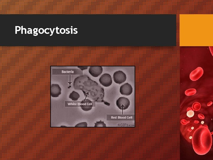 Phagocytosis 