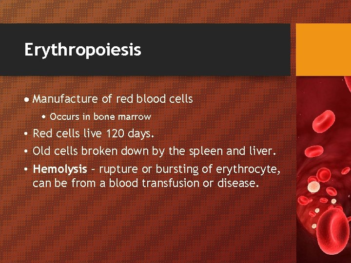 Erythropoiesis Manufacture of red blood cells Occurs in bone marrow • Red cells live