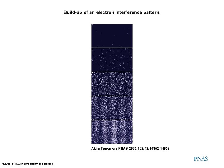 Build-up of an electron interference pattern. Akira Tonomura PNAS 2005; 102: 42: 14952 -14959