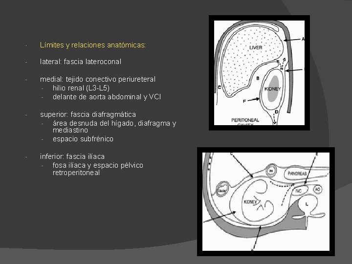 Límites y relaciones anatómicas: - lateral: fascia lateroconal - medial: tejido conectivo periureteral Límites y relaciones anatómicas: - lateral: fascia lateroconal - medial: tejido conectivo periureteral