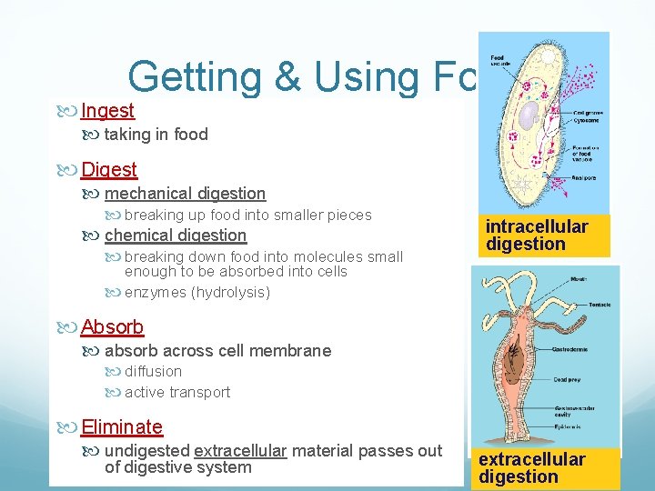 Getting & Using Food Ingest taking in food Digest mechanical digestion breaking up food