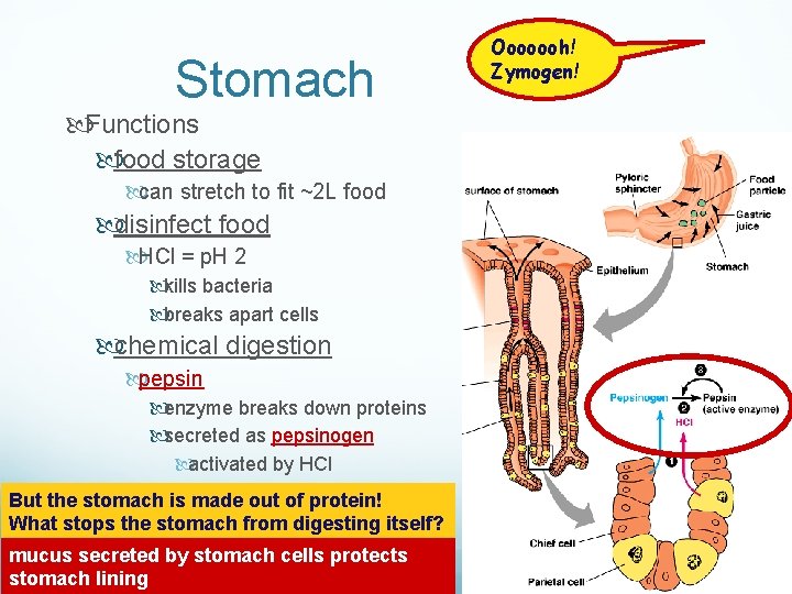 Stomach Functions food storage can stretch to fit ~2 L food disinfect food HCl Stomach Functions food storage can stretch to fit ~2 L food disinfect food HCl