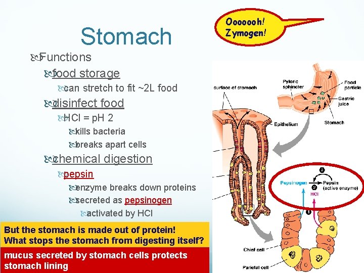 Stomach Functions food storage can stretch to fit ~2 L food disinfect food HCl