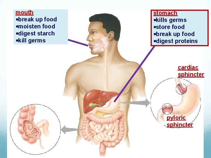 mouth break up food moisten food digest starch kill germs stomach kills germs store