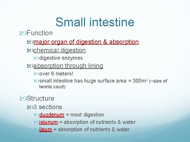  Function Small intestine major organ of digestion & absorption chemical digestion digestive enzymes