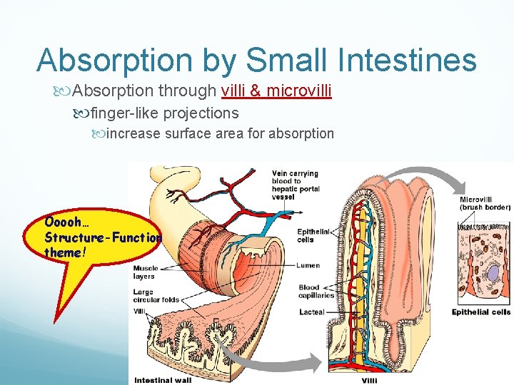 Absorption by Small Intestines Absorption through villi & microvilli finger-like projections increase surface area