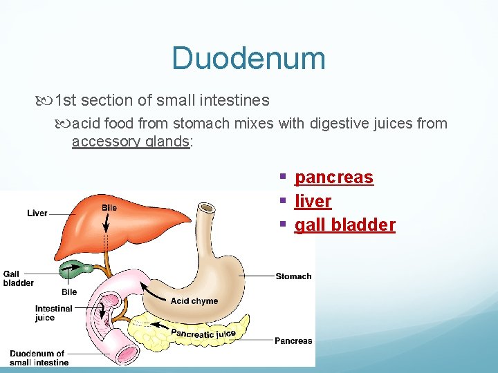 Duodenum 1 st section of small intestines acid food from stomach mixes with digestive