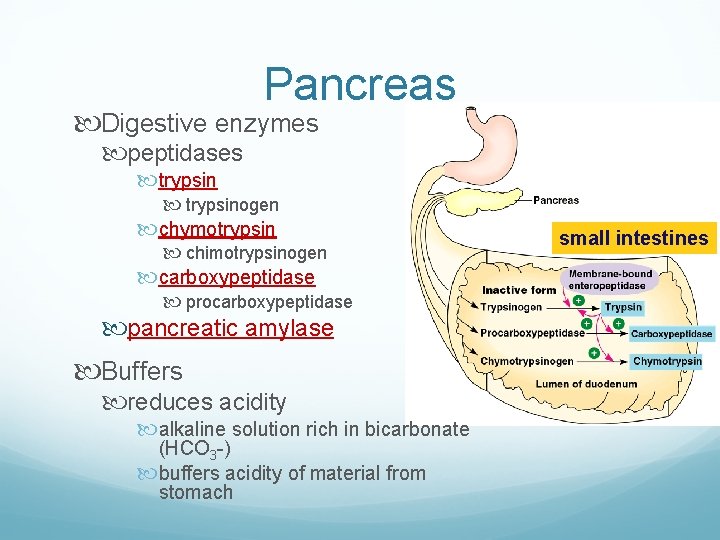 Pancreas Digestive enzymes peptidases trypsinogen chymotrypsin chimotrypsinogen carboxypeptidase procarboxypeptidase pancreatic amylase Buffers reduces acidity