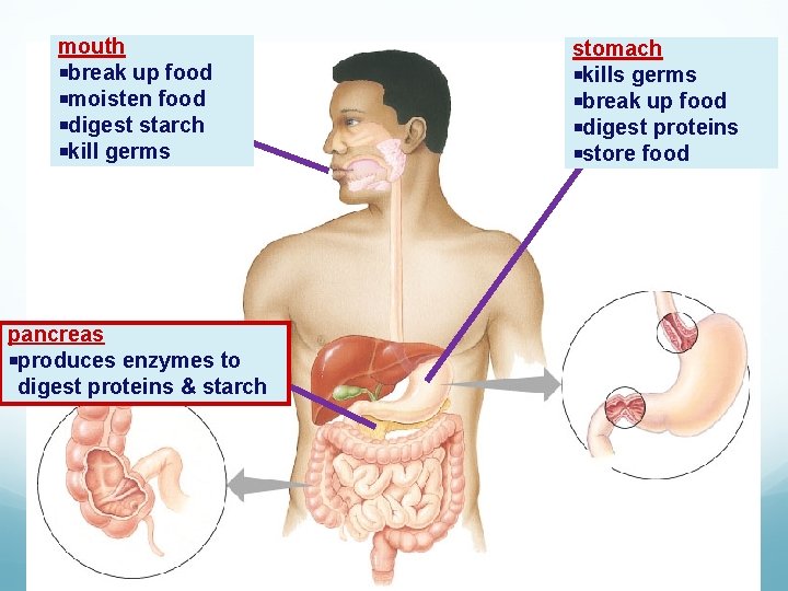 mouth break up food moisten food digest starch kill germs pancreas produces enzymes to