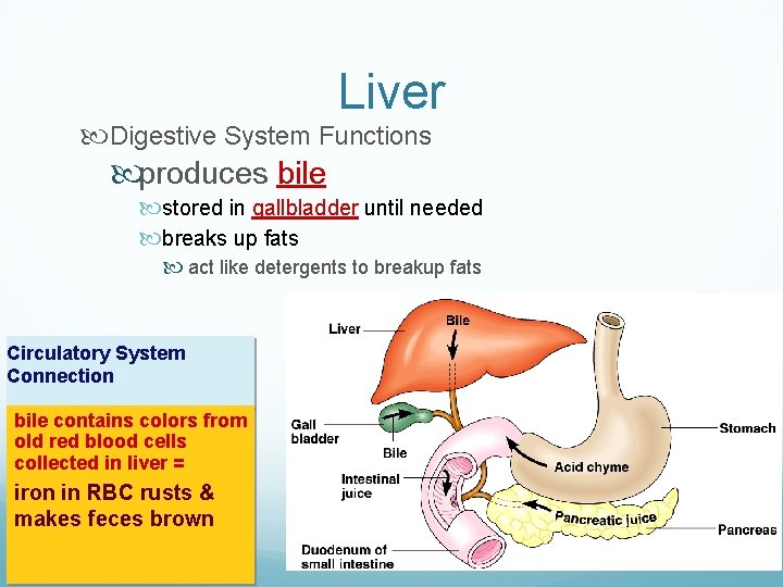 Liver Digestive System Functions produces bile stored in gallbladder until needed breaks up fats Liver Digestive System Functions produces bile stored in gallbladder until needed breaks up fats