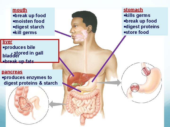 mouth break up food moisten food digest starch kill germs liver produces bile -