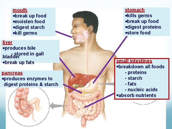 mouth break up food moisten food digest starch kill germs liver produces bile -