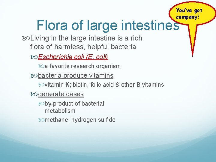 You’ve got company! Flora of large intestines Living in the large intestine is a You’ve got company! Flora of large intestines Living in the large intestine is a