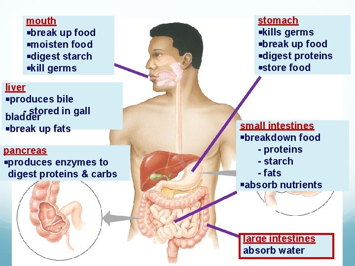 mouth break up food moisten food digest starch kill germs liver produces bile - mouth break up food moisten food digest starch kill germs liver produces bile -