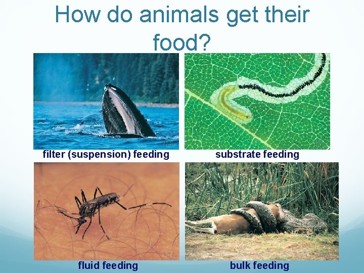 How do animals get their food? filter (suspension) feeding substrate feeding fluid feeding bulk How do animals get their food? filter (suspension) feeding substrate feeding fluid feeding bulk