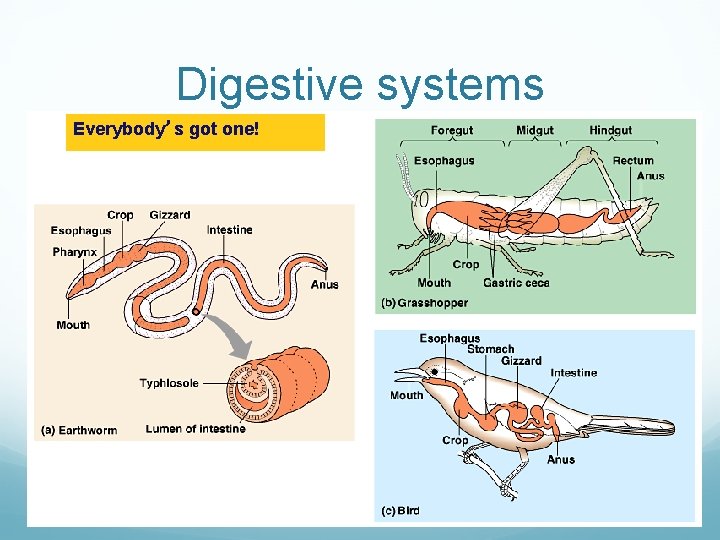 Digestive systems Everybody’s got one! Digestive systems Everybody’s got one!