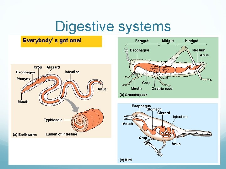 Digestive systems Everybody’s got one! 