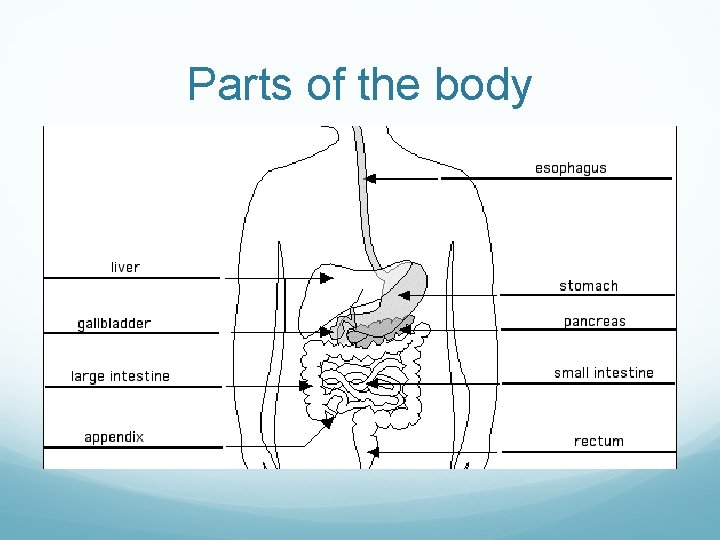 Parts of the body Parts of the body