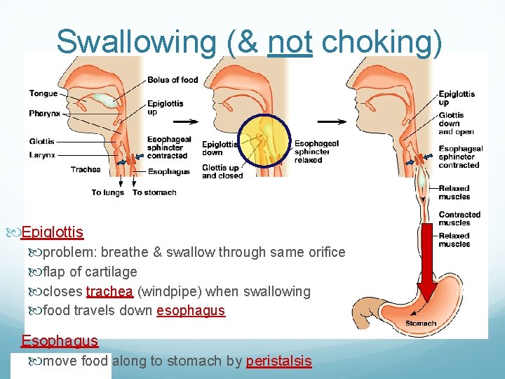 Swallowing (& not choking) Epiglottis problem: breathe & swallow through same orifice flap of Swallowing (& not choking) Epiglottis problem: breathe & swallow through same orifice flap of