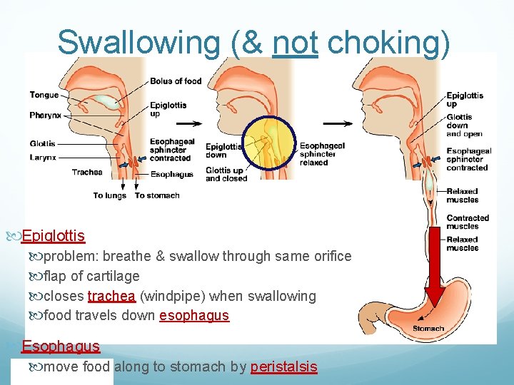 Swallowing (& not choking) Epiglottis problem: breathe & swallow through same orifice flap of