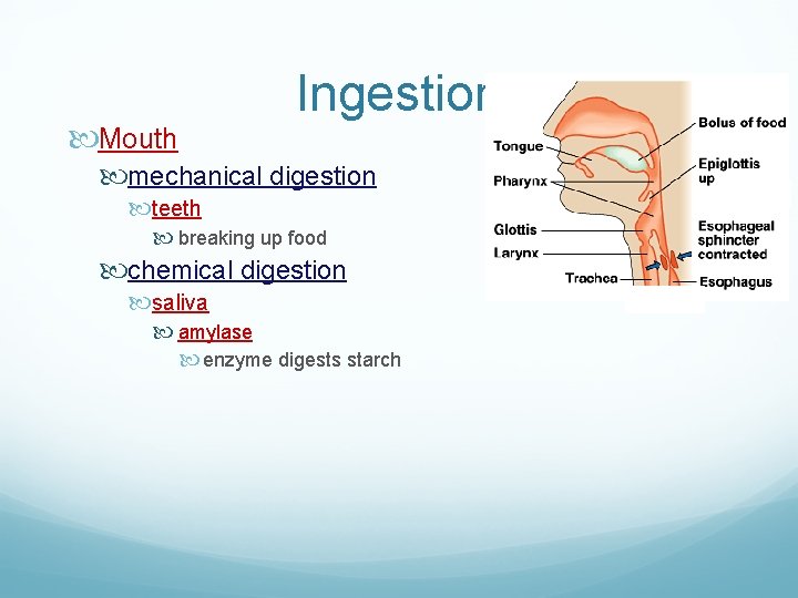  Mouth Ingestion mechanical digestion teeth breaking up food chemical digestion saliva amylase enzyme