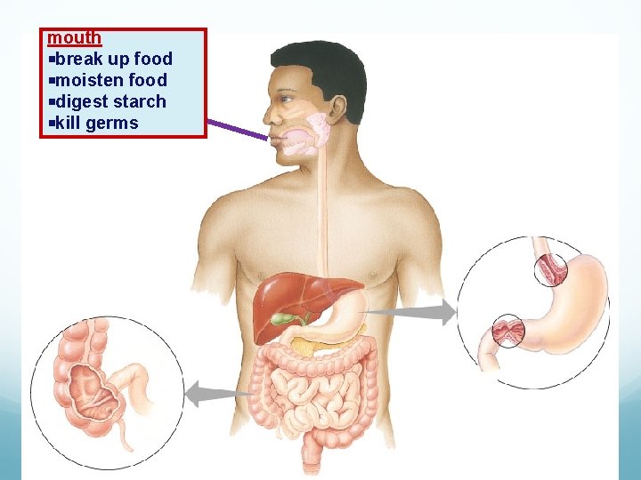 mouth break up food moisten food digest starch kill germs 