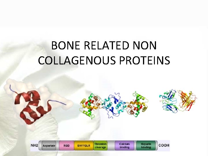 BONE RELATED NON COLLAGENOUS PROTEINS 