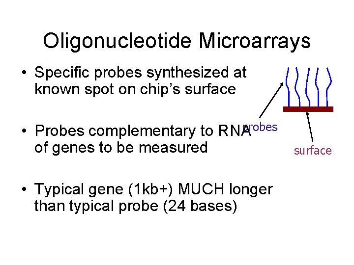 Oligonucleotide Microarrays • Specific probes synthesized at known spot on chip’s surface probes •