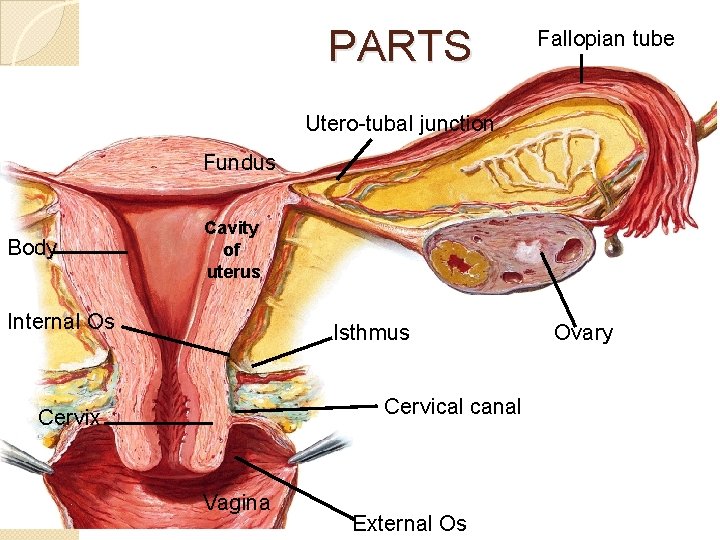 Dilatacion cuello utero