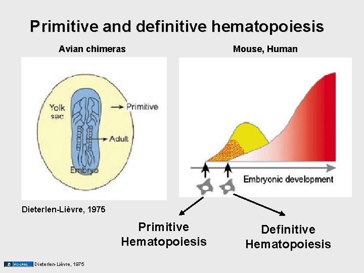 Primitive and definitive hematopoiesis Avian chimeras Mouse, Human Dieterlen-Lièvre, 1975 Primitive Hematopoiesis Dieterlen-Lièvre, 1975 Primitive and definitive hematopoiesis Avian chimeras Mouse, Human Dieterlen-Lièvre, 1975 Primitive Hematopoiesis Dieterlen-Lièvre, 1975