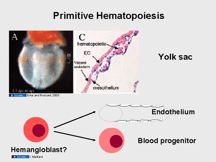 Primitive Hematopoiesis Yolk sac Ema and Rossant, 2003 Endothelium Blood progenitor Hemangioblast? I. Maillard Primitive Hematopoiesis Yolk sac Ema and Rossant, 2003 Endothelium Blood progenitor Hemangioblast? I. Maillard