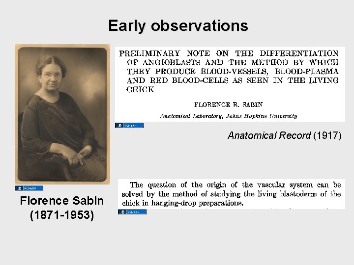 Early observations Anatomical Record (1917) Florence Sabin (1871 -1953) Early observations Anatomical Record (1917) Florence Sabin (1871 -1953)