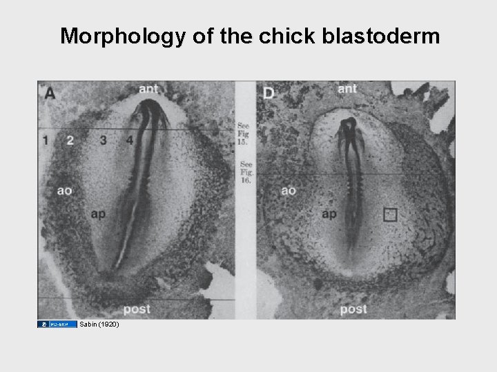 Morphology of the chick blastoderm Sabin (1920) Morphology of the chick blastoderm Sabin (1920)
