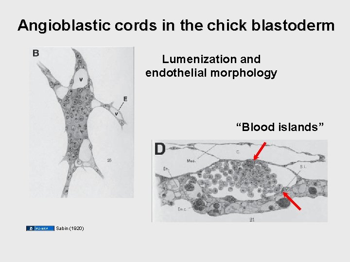 Angioblastic cords in the chick blastoderm Lumenization and endothelial morphology “Blood islands” Sabin (1920) Angioblastic cords in the chick blastoderm Lumenization and endothelial morphology “Blood islands” Sabin (1920)