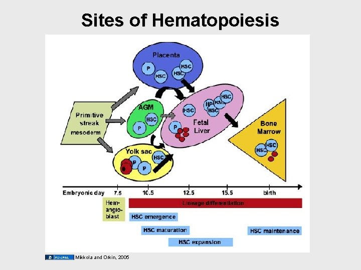 Sites of Hematopoiesis Mikkola and Orkin, 2005 Sites of Hematopoiesis Mikkola and Orkin, 2005