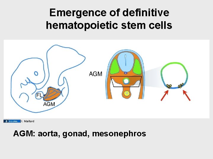 Emergence of definitive hematopoietic stem cells I. Maillard AGM: aorta, gonad, mesonephros Emergence of definitive hematopoietic stem cells I. Maillard AGM: aorta, gonad, mesonephros