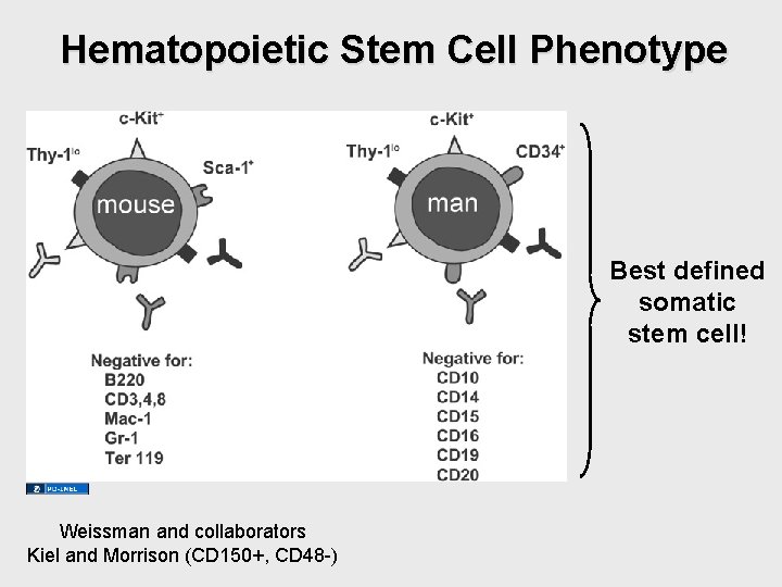 Hematopoietic Stem Cell Phenotype Best defined somatic stem cell! Weissman and collaborators Kiel and Hematopoietic Stem Cell Phenotype Best defined somatic stem cell! Weissman and collaborators Kiel and