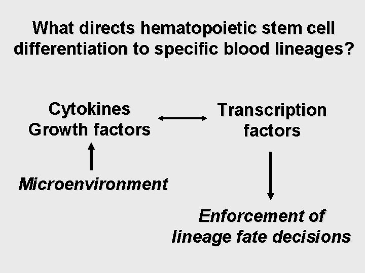 What directs hematopoietic stem cell differentiation to specific blood lineages? Cytokines Growth factors Transcription What directs hematopoietic stem cell differentiation to specific blood lineages? Cytokines Growth factors Transcription