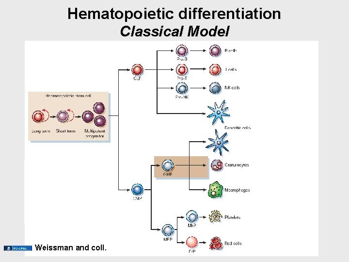 Hematopoietic differentiation Classical Model Weissman and coll. Hematopoietic differentiation Classical Model Weissman and coll.