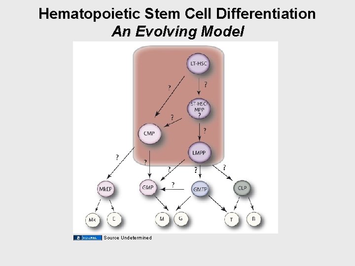 Hematopoietic Stem Cell Differentiation An Evolving Model Source Undetermined Hematopoietic Stem Cell Differentiation An Evolving Model Source Undetermined