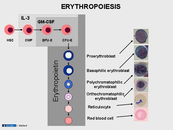 ERYTHROPOIESIS IL-3 GM-CSF CMP BFU-E CFU-E Proerythroblast Erythropoietin HSC Basophilic erythroblast Polychromatophilic erythroblast Orthochromatophilic ERYTHROPOIESIS IL-3 GM-CSF CMP BFU-E CFU-E Proerythroblast Erythropoietin HSC Basophilic erythroblast Polychromatophilic erythroblast Orthochromatophilic