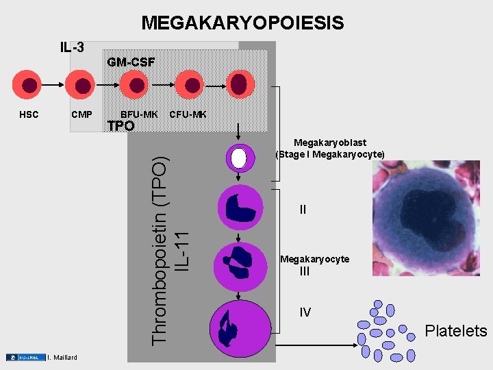 MEGAKARYOPOIESIS IL-3 GM-CSF CMP BFU-MK TPO CFU-MK Thrombopoietin (TPO) IL-11 HSC I. Maillard Megakaryoblast MEGAKARYOPOIESIS IL-3 GM-CSF CMP BFU-MK TPO CFU-MK Thrombopoietin (TPO) IL-11 HSC I. Maillard Megakaryoblast