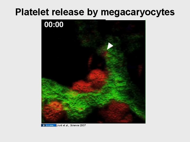 Platelet release by megacaryocytes Junt et al. , Science 2007 Platelet release by megacaryocytes Junt et al. , Science 2007
