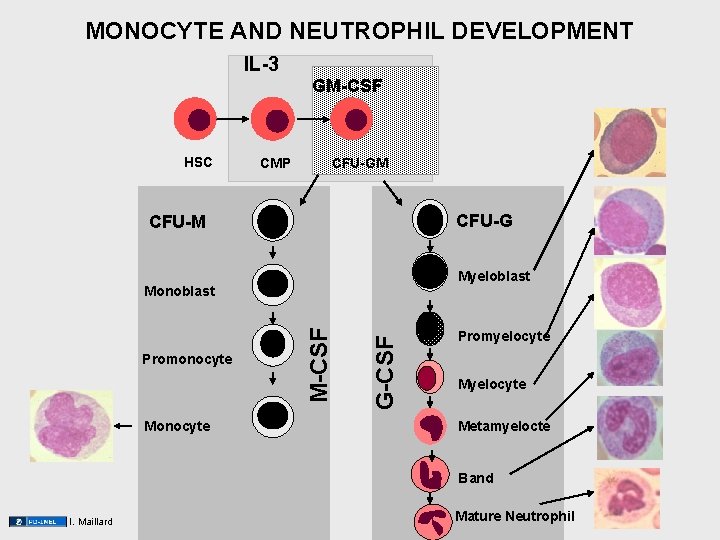 MONOCYTE AND NEUTROPHIL DEVELOPMENT IL-3 GM-CSF HSC CMP CFU-GM CFU-G CFU-M Myeloblast Monocyte G-CSF MONOCYTE AND NEUTROPHIL DEVELOPMENT IL-3 GM-CSF HSC CMP CFU-GM CFU-G CFU-M Myeloblast Monocyte G-CSF