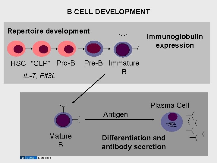 B CELL DEVELOPMENT Repertoire development HSC “CLP” Pro-B IL-7, Flt 3 L Immunoglobulin expression B CELL DEVELOPMENT Repertoire development HSC “CLP” Pro-B IL-7, Flt 3 L Immunoglobulin expression